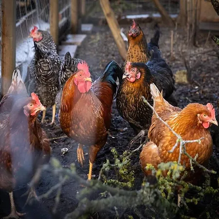 アパート Kleines Mehr